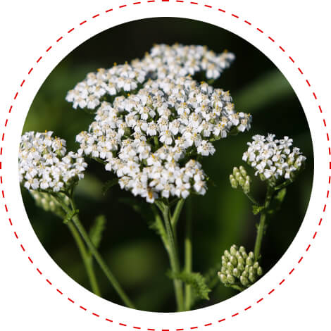 Yarrow Herb