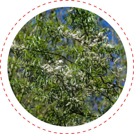 White Willow Bark