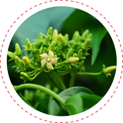 Gymnema Sylvestre